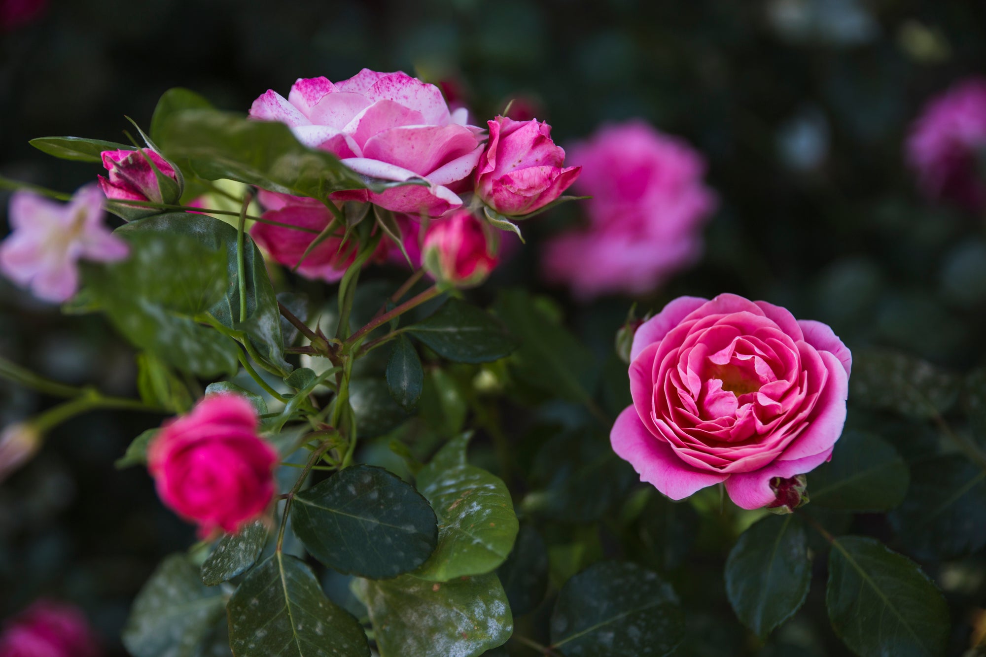 rose fertiliser, rose care guide NZ, liquid fertiliser for roses, how to feed roses, rose pests and diseases, black spot roses, pruning roses NZ, when to fertilise roses, rose food, NPK for roses, mulching roses, rose care for beginners