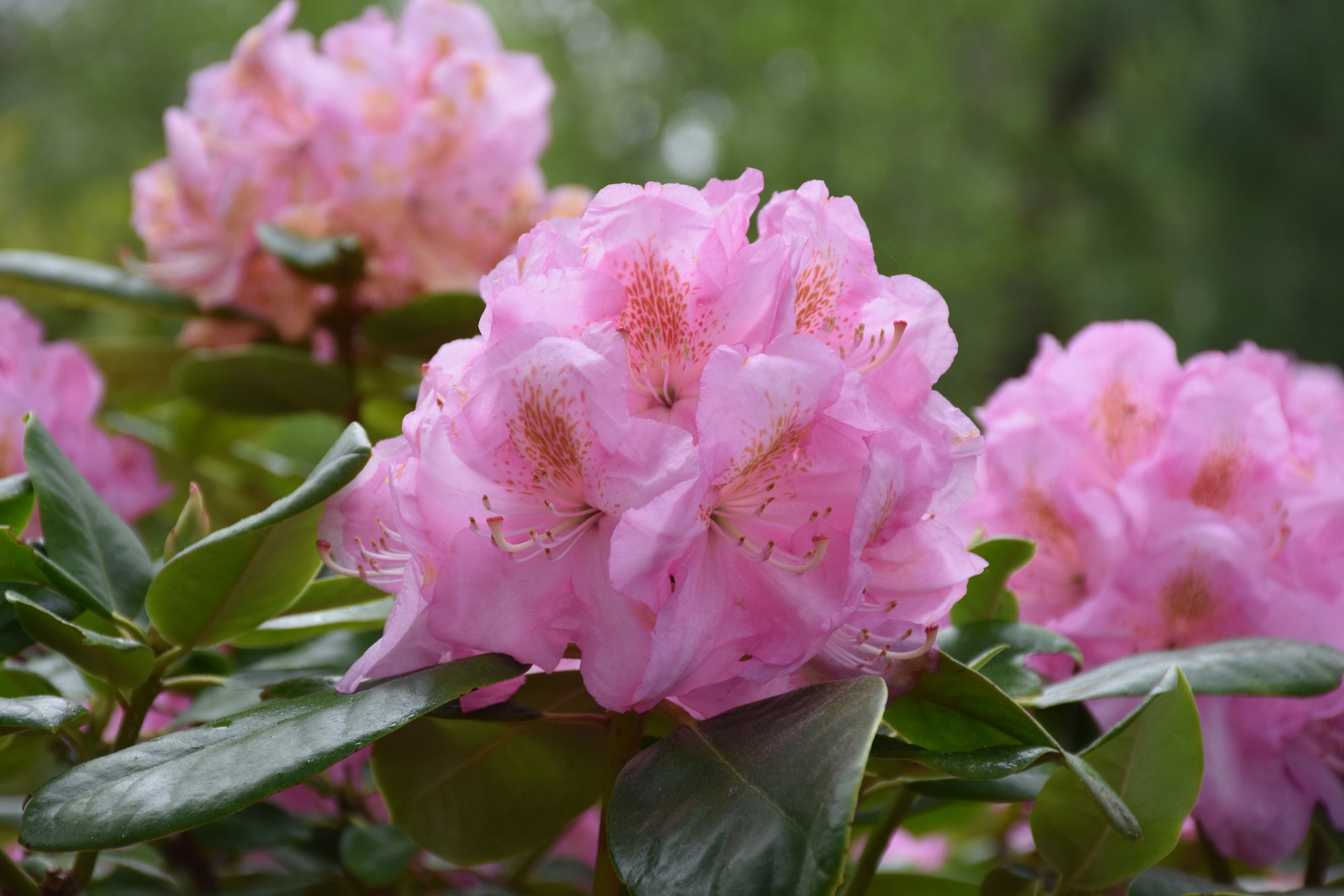 fertiliser for rhododendrons, acid loving plants, liquid fertiliser NZ, how to feed rhododendrons, rhododendron care guide, soil pH for rhododendrons, liquid feed for acid plants, plant nutrient deficiencies, lush foliage, flowering plants, companion planting