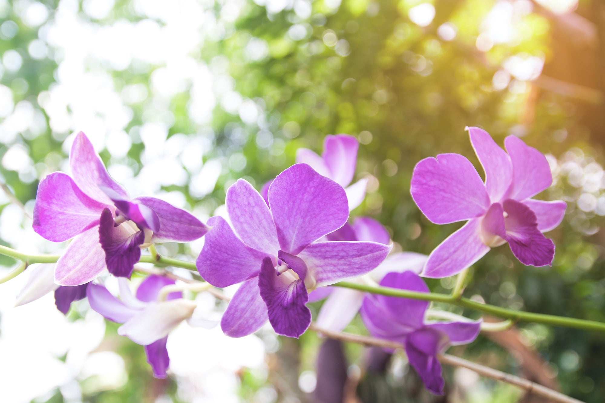 orchid fertiliser, orchid care guide, how to feed orchids, liquid fertiliser for orchids, orchid potting mix, orchid blooms, orchid pests and diseases, orchid roots, fertilising schedule for orchids, NPK for orchids, phalaenopsis care, cymbidium care