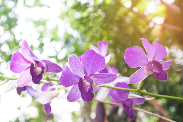 orchid fertiliser, orchid care guide, how to feed orchids, liquid fertiliser for orchids, orchid potting mix, orchid blooms, orchid pests and diseases, orchid roots, fertilising schedule for orchids, NPK for orchids, phalaenopsis care, cymbidium care