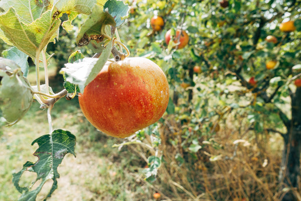 fruit tree fertiliser, how to fertilise fruit trees, liquid fertiliser for fruit trees, fruit tree care guide, fruit tree pests and diseases, when to feed fruit trees, NPK for fruit trees, pruning fruit trees, fruit tree soil, fruit tree yields, growing fruit trees in pots