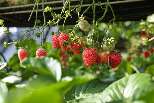 fertiliser for strawberry plants, strawberry fertiliser NZ, how to grow strawberries NZ, strawberry growing guide, liquid fertiliser for strawberries, strawberry care guide, strawberry pests, strawberry runners, when to plant strawberries NZ, strawberry straw, NPK for strawberries