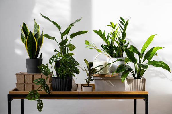 house plant fertiliser NZ, liquid fertiliser for indoor plants, indoor plant care guide, best fertiliser for houseplants, NPK for indoor plants, watering indoor plants, repotting houseplants, common houseplant problems, over-fertilising plants, feeding schedule for houseplants, plant runners