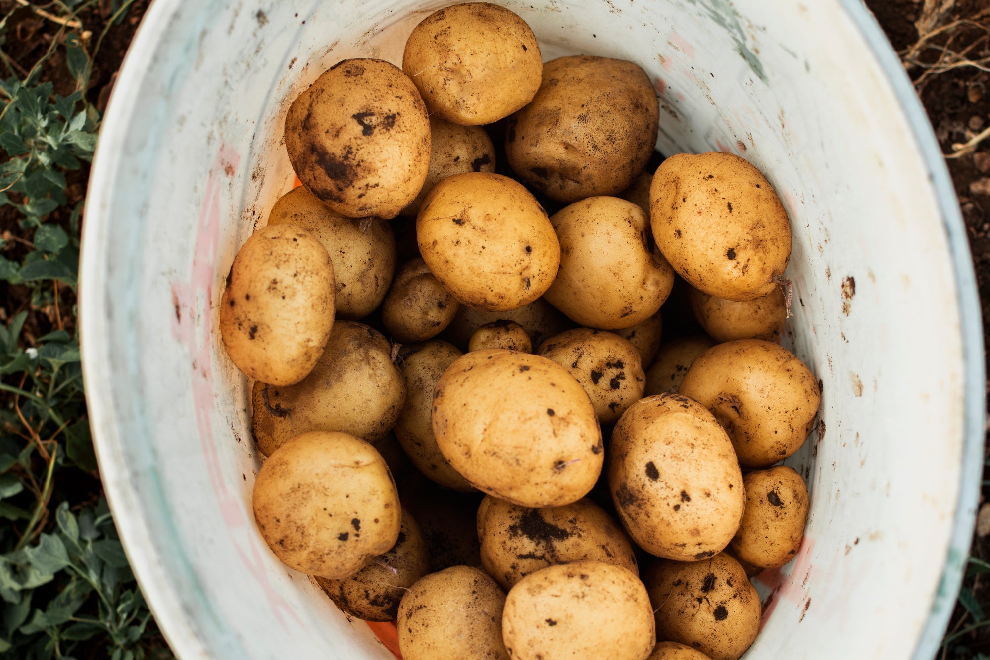 fertiliser for potatoes, potato fertiliser NZ, how to grow potatoes NZ, potato care guide, liquid fertiliser for potatoes, potato growing guide NZ, potato pests and diseases, mounding potatoes, fertiliser for spuds, how to feed potatoes, potato tuber moth, potato blight