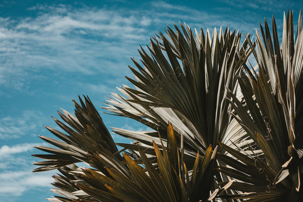 palm tree fertiliser NZ, how to feed palm trees, liquid fertiliser for palms, palm tree care guide, tropical plant fertiliser, indoor palm care, manganese deficiency palms, potassium deficiency palms, lush foliage, yellowing fronds, palm tree diseases, how to grow palms in NZ