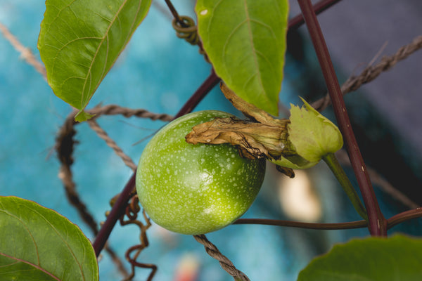 fertiliser for passion fruit, how to grow passion fruit, liquid fertiliser for passion fruit, passion fruit care guide, passion fruit pests, pruning passion fruit vines, passion fruit pollination, NPK for passion fruit, growing passion fruit in NZ, passion fruit feed