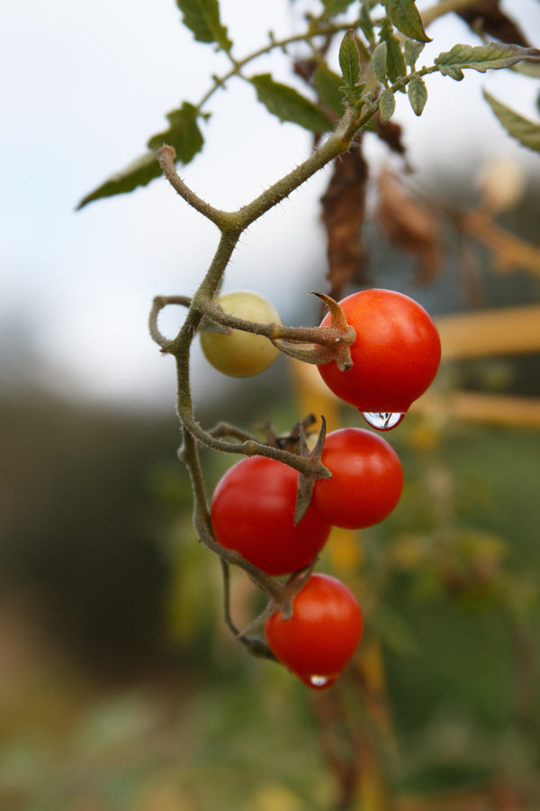 fertilising tomato plants, tomato growing guide NZ, liquid fertiliser for tomatoes, blossom end rot, tomato plant care New Zealand, how to feed tomatoes, NPK for tomatoes, companion planting tomatoes, tomato pests and diseases, growing tomatoes in pots, tomato liquid superfood, pruning tomato plants