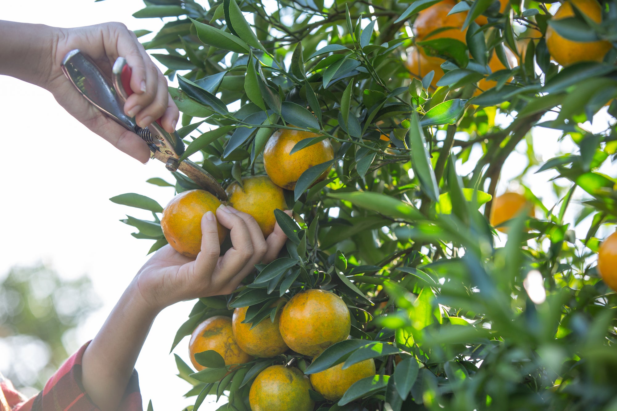 citrus plant fertiliser NZ, how to fertilise citrus trees, citrus growing guide New Zealand, fertiliser for orange trees, lemon tree fertiliser, liquid feed for citrus, citrus tree care, potassium for citrus, iron chelate for citrus, nutrient deficiency citrus, when to feed citrus trees, growing citrus in pots